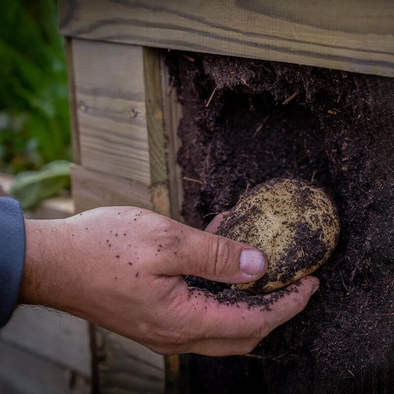 2' X 2' Forest Potato Planter (0.6m X 0.6m) 9 2' X 2' Forest Potato Planter (0.6m X 0.6m) - Image 9